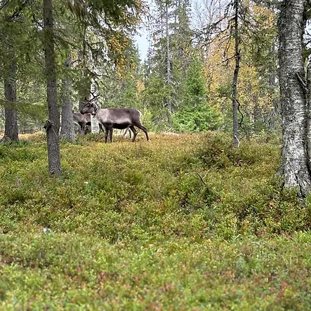 Keloporo - Rukan Moekit *